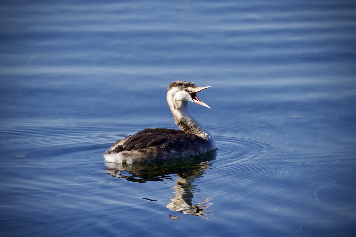Great Crested Grebe - ML645760383