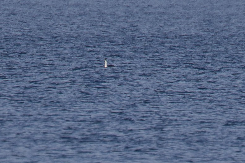 Western Grebe - ML645760391