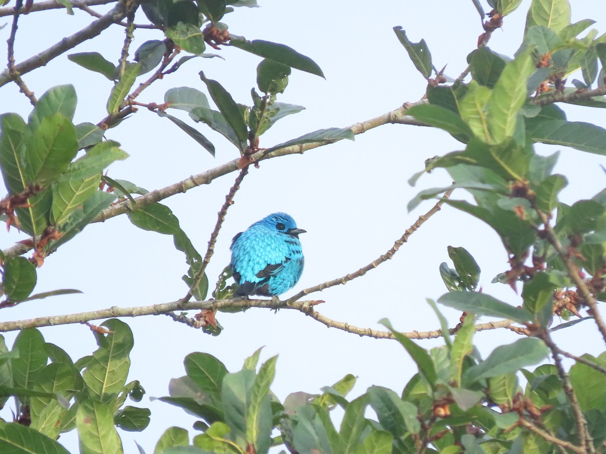 Turquoise Cotinga - ML645760398