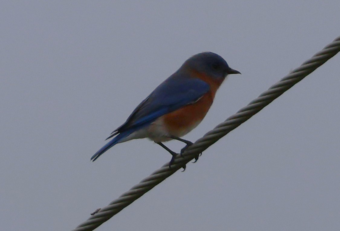 Eastern Bluebird - ML645760400