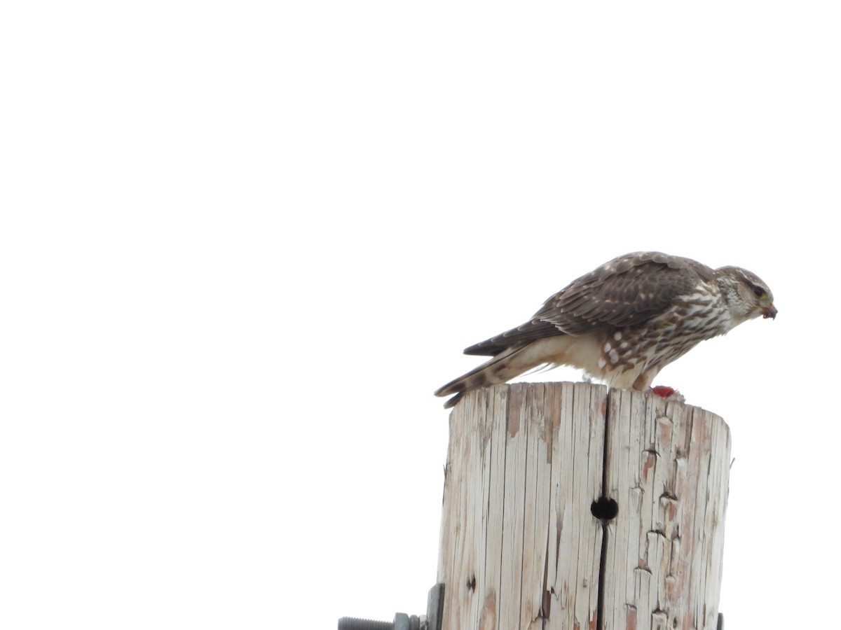 dřemlík tundrový - ML645760405