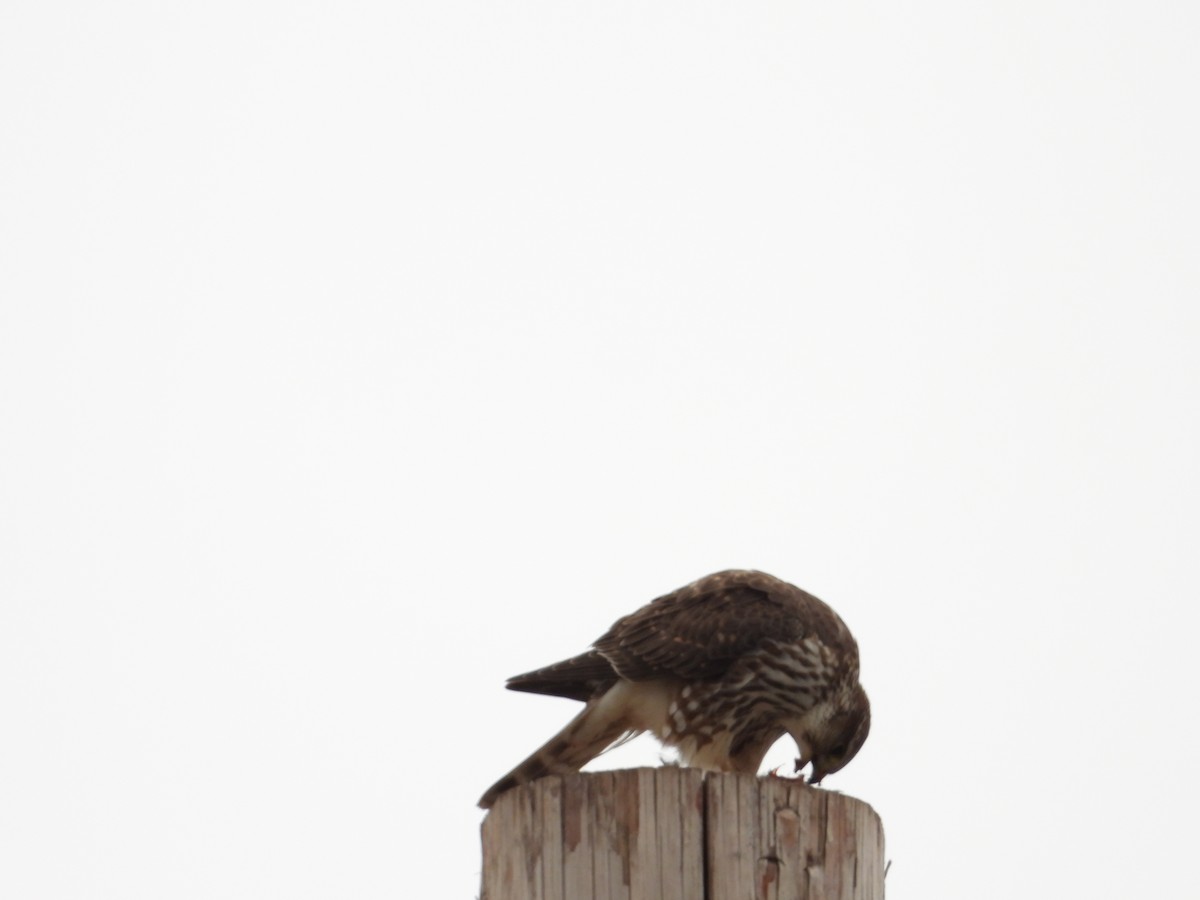 dřemlík tundrový - ML645760407