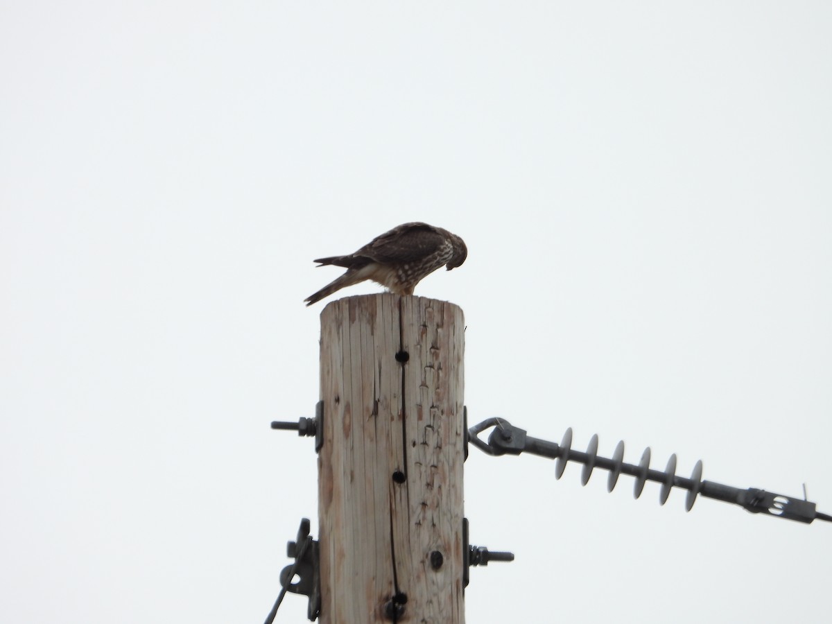 dřemlík tundrový - ML645760408