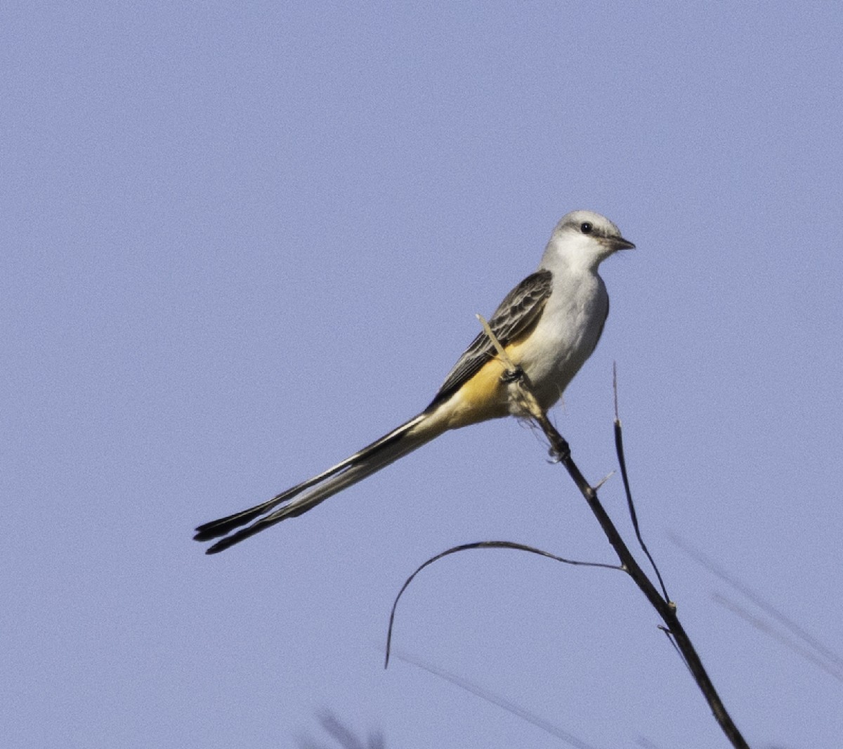 Scissor-tailed Flycatcher - ML645760419
