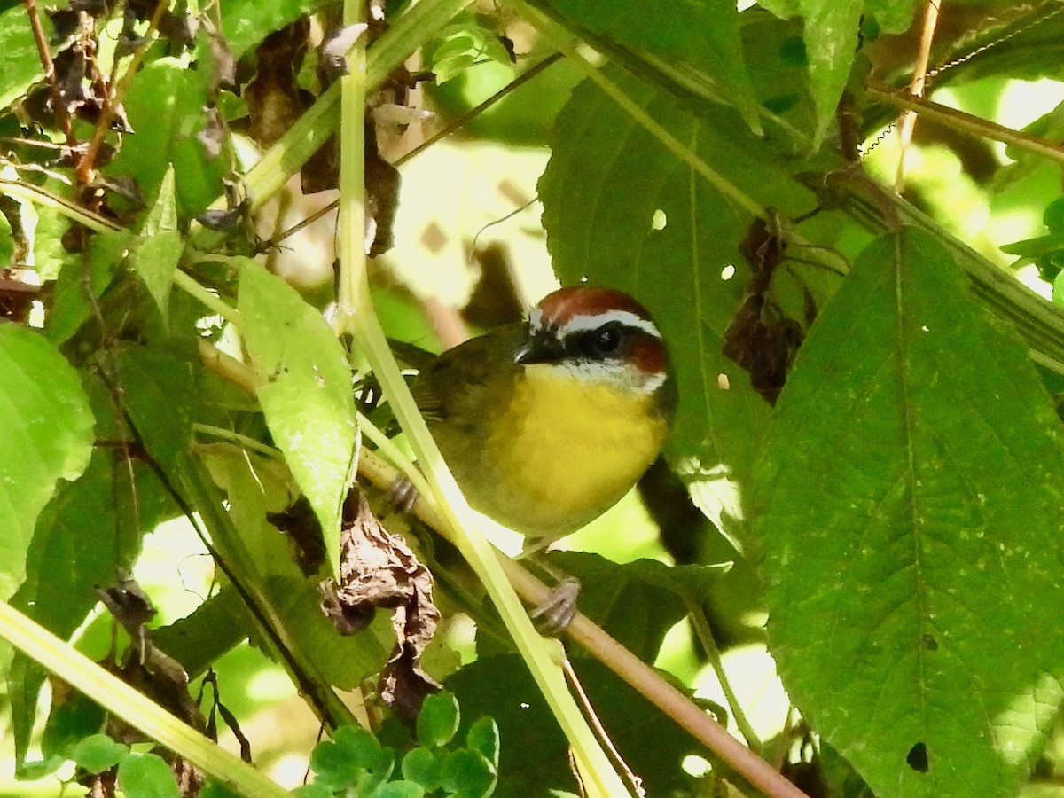 Rufous-capped Warbler - ML645760420