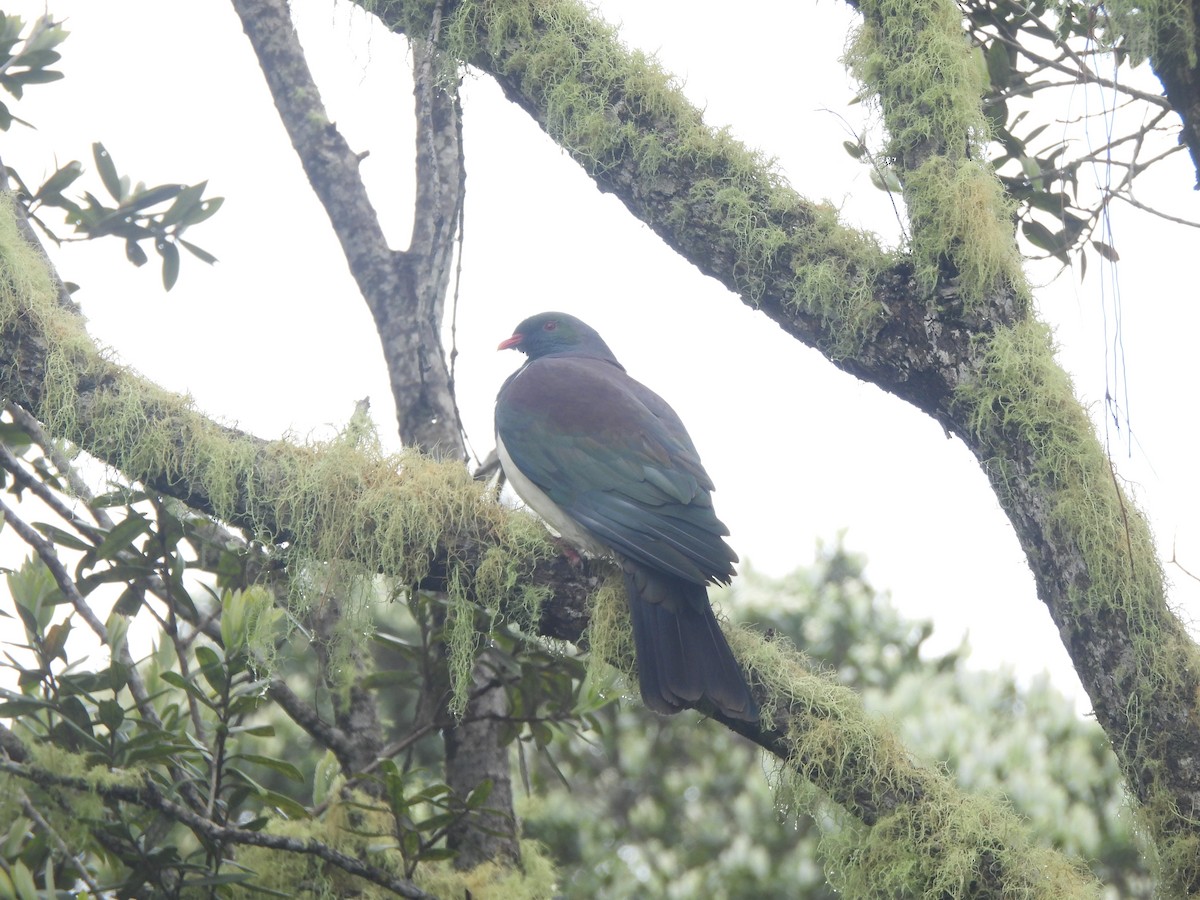 New Zealand Pigeon - ML645760421