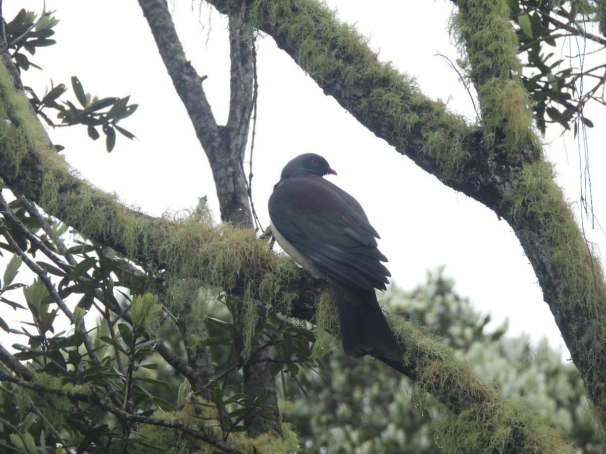 New Zealand Pigeon - ML645760422