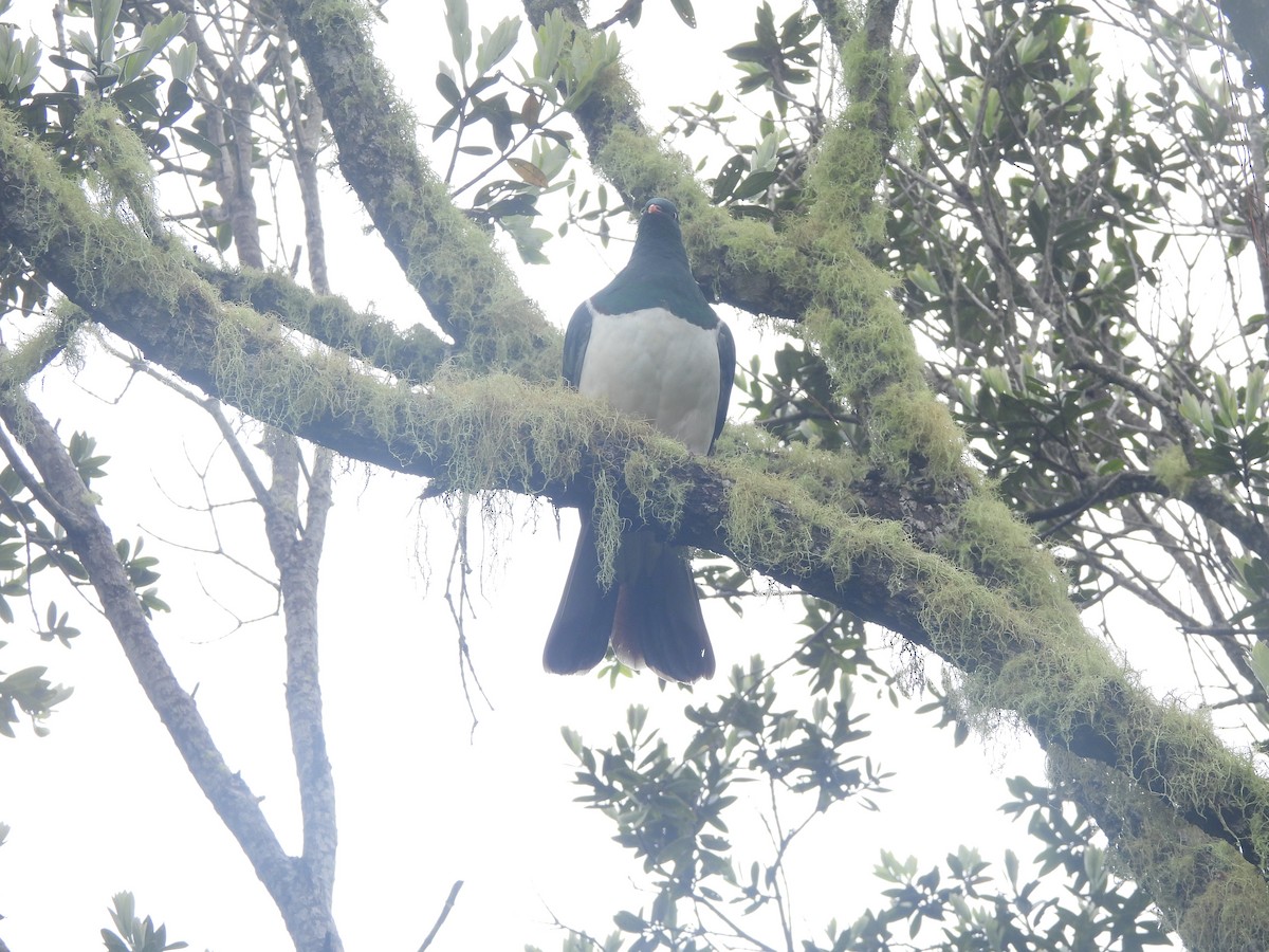 New Zealand Pigeon - ML645760423