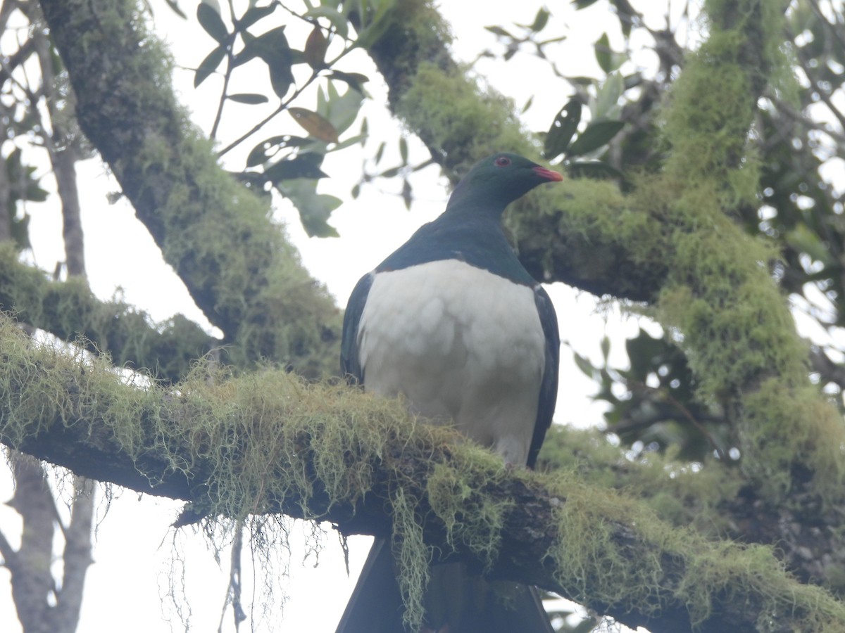 New Zealand Pigeon - ML645760425