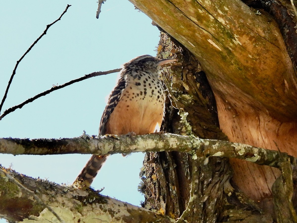 Band-backed Wren - ML645760428