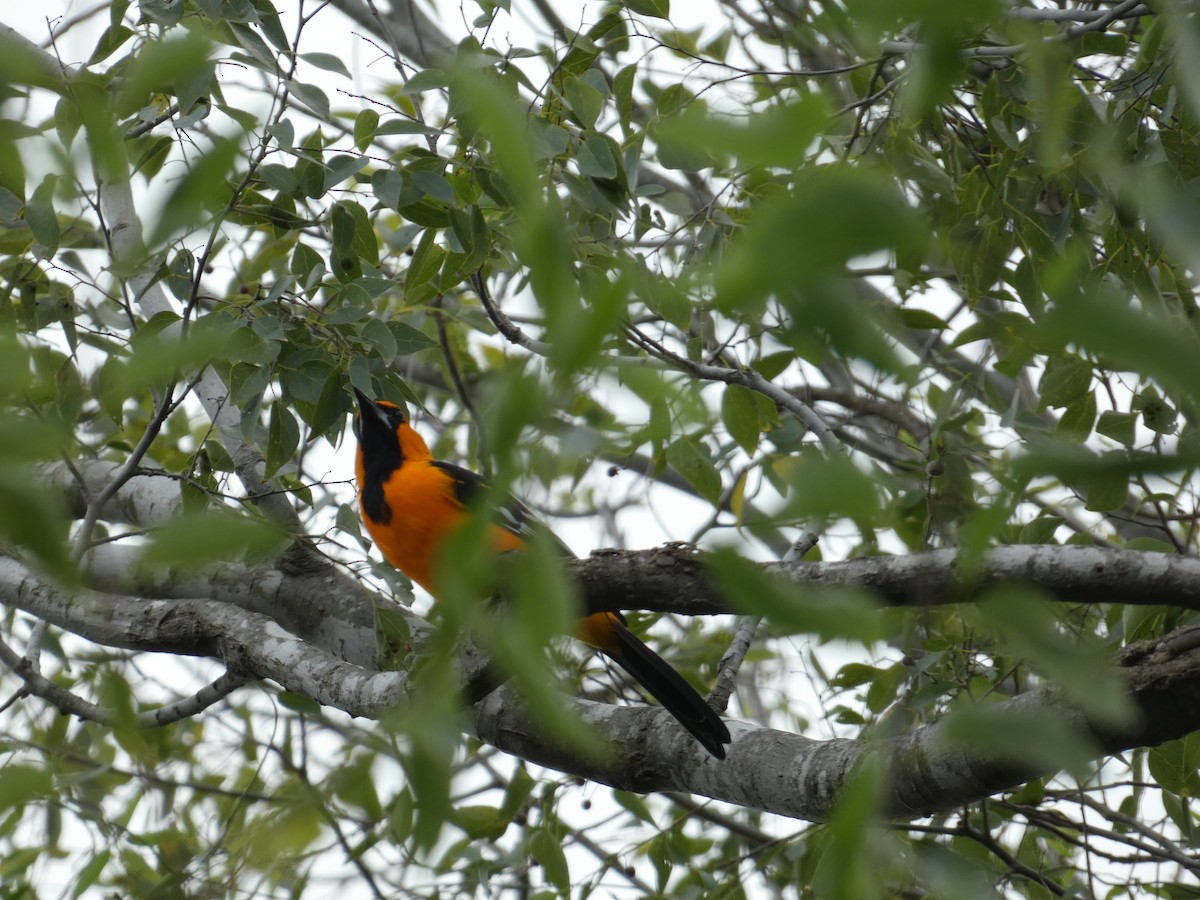 Altamira Oriole - ML645760429