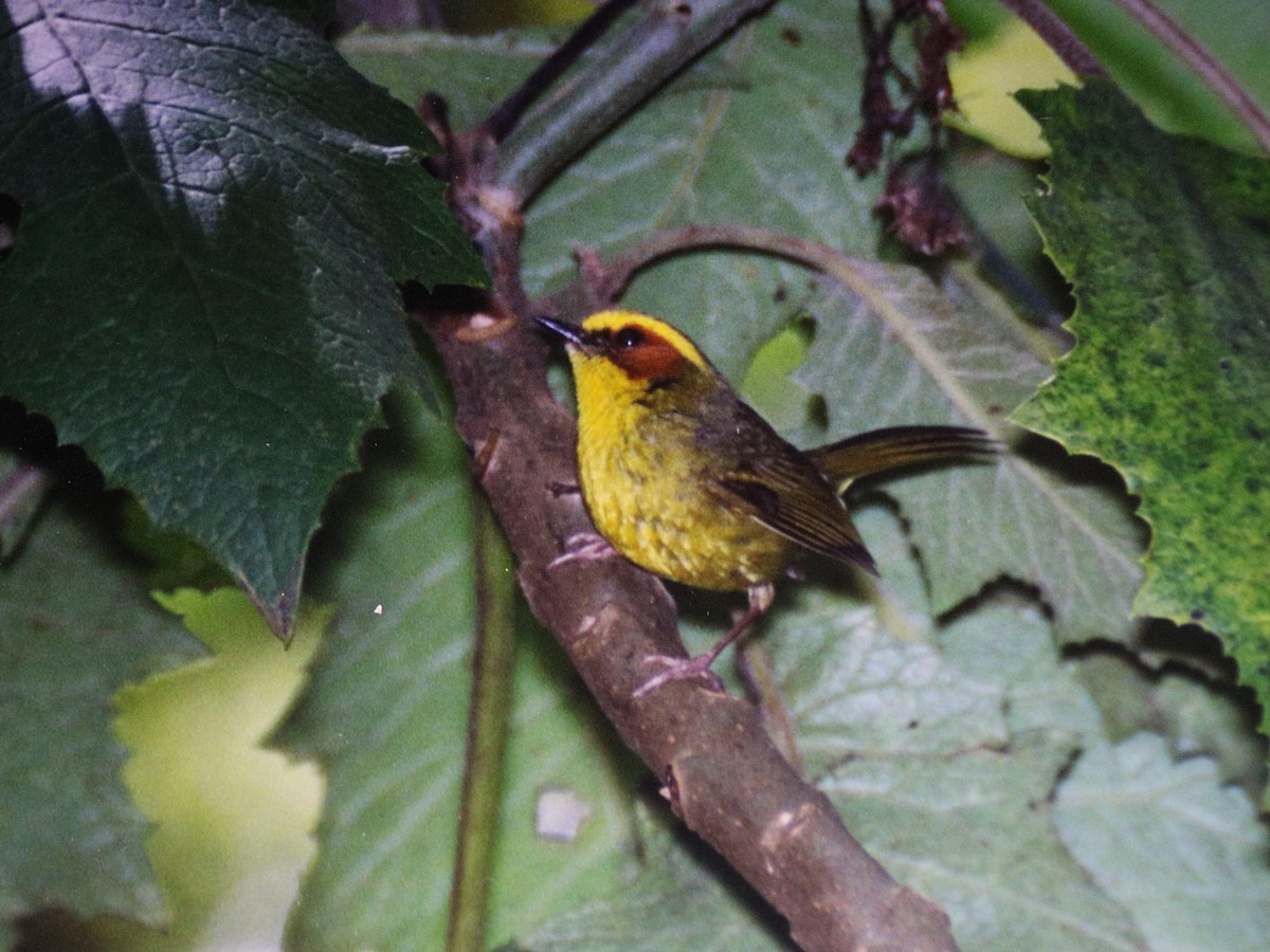 キンマユアメリカムシクイ - ML645760431