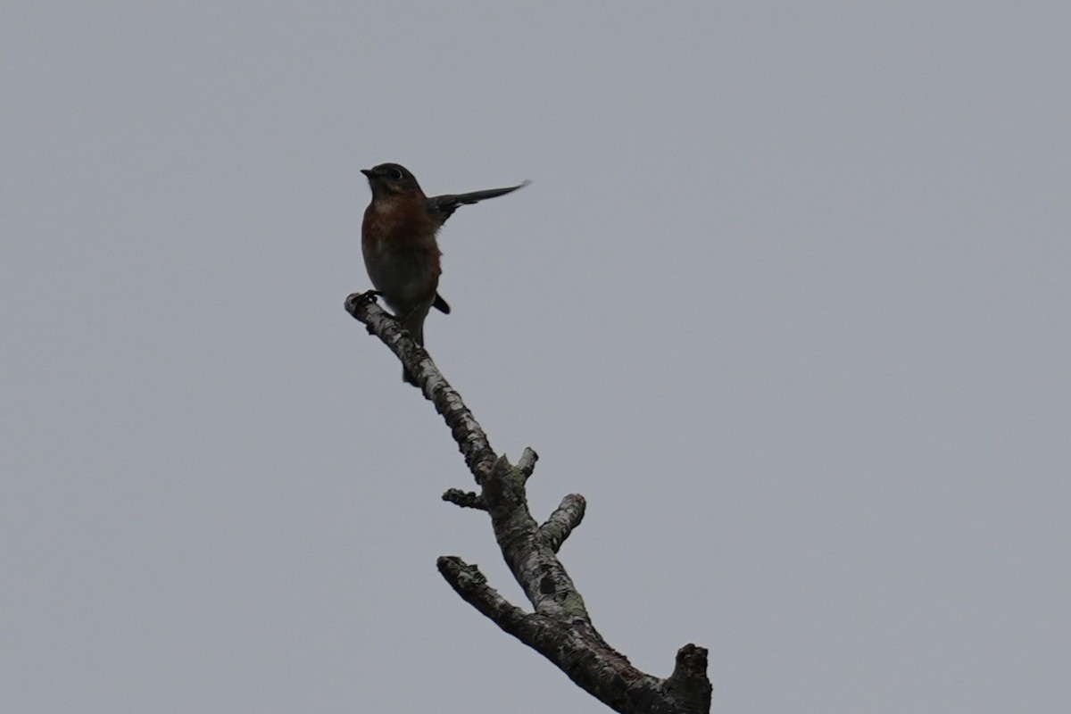 Eastern Bluebird - ML645760432