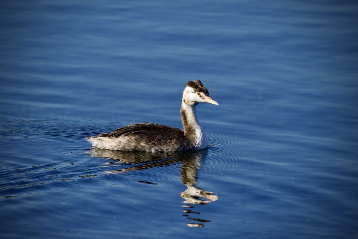 Great Crested Grebe - ML645760450