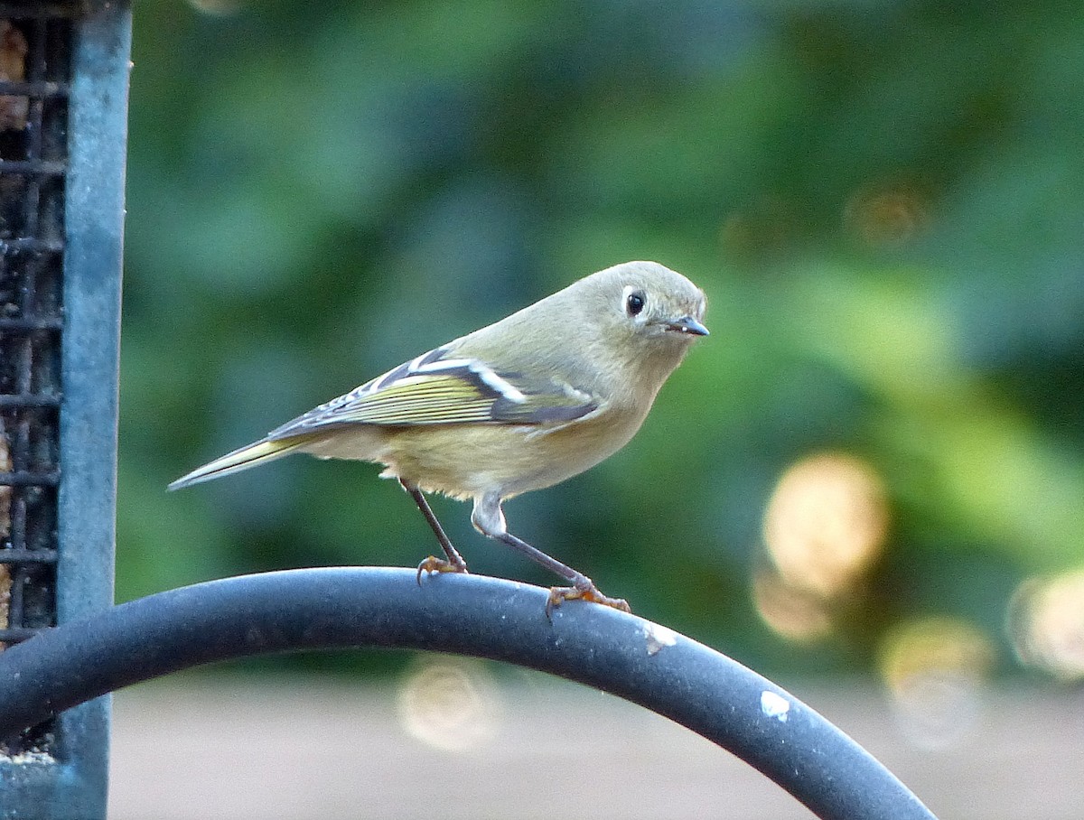 Ruby-crowned Kinglet - ML645760453