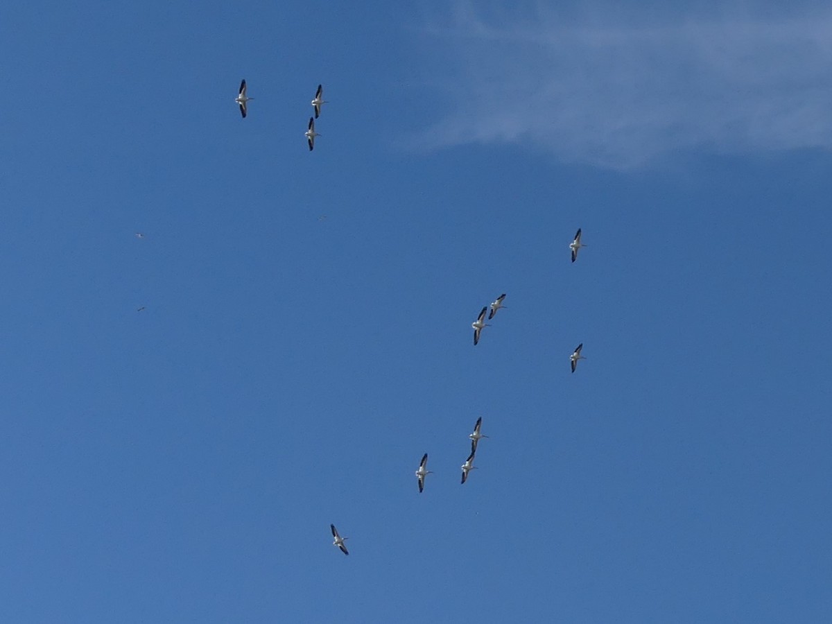 American White Pelican - ML645760455