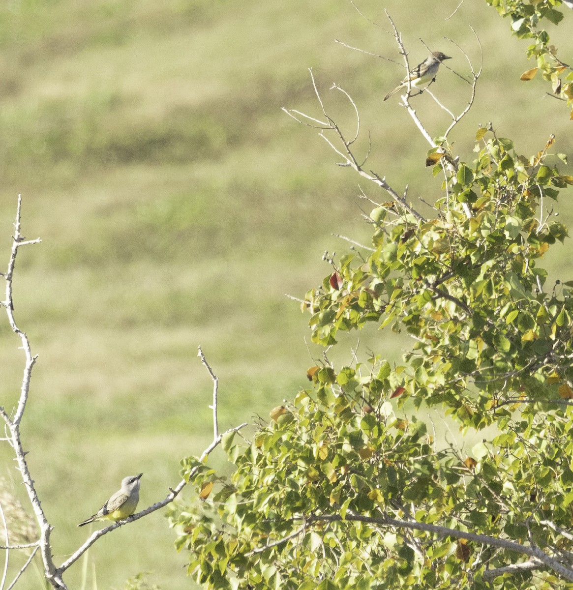 Western Kingbird - ML645760456