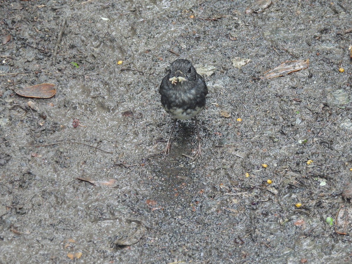 North Island Robin - ML645760459