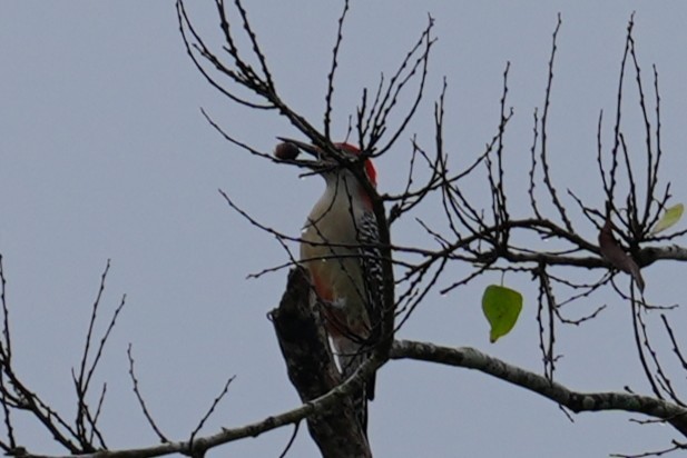 Red-bellied Woodpecker - ML645760464