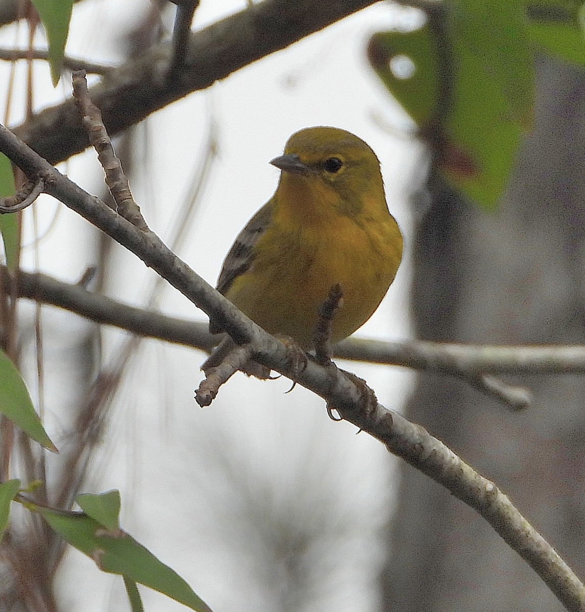 Pine Warbler - ML645760470