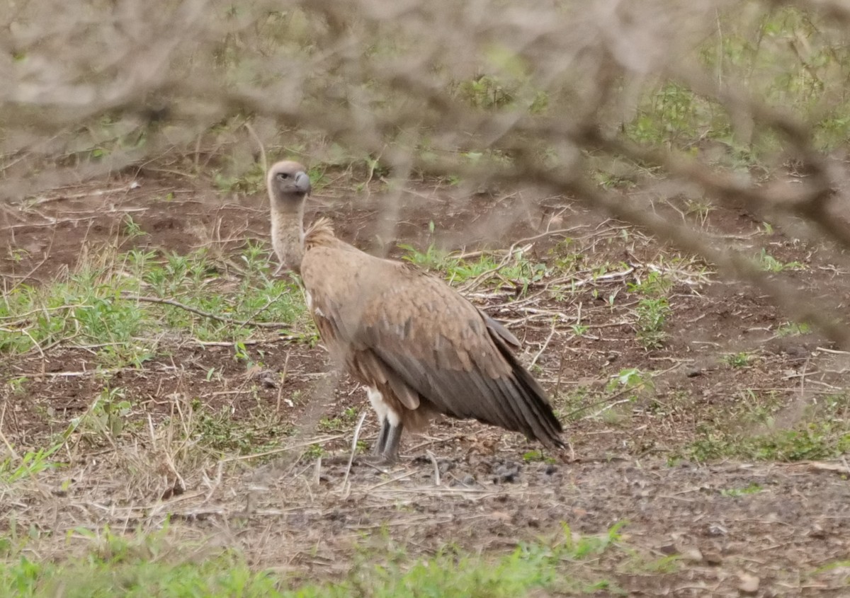 White-backed Vulture - ML645760471