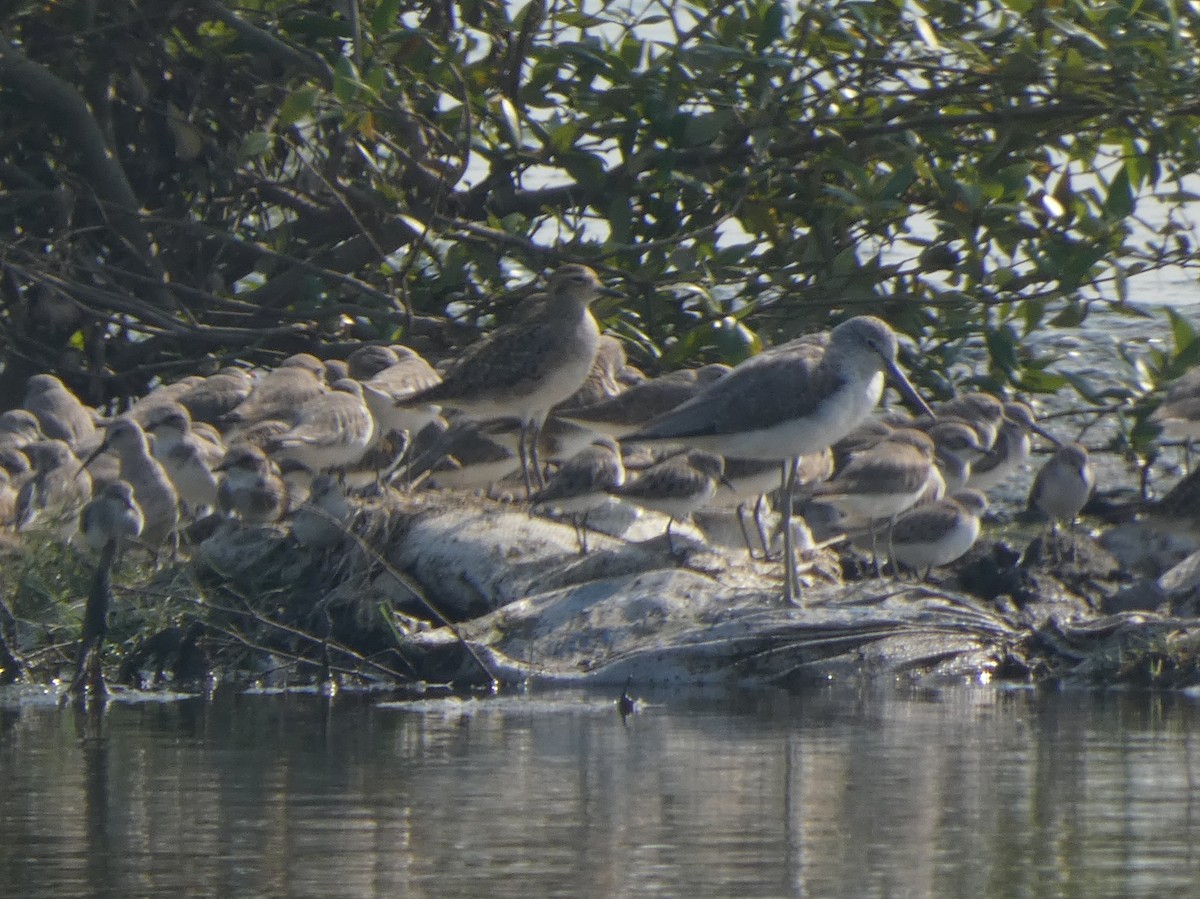 Little Stint - ML645760475