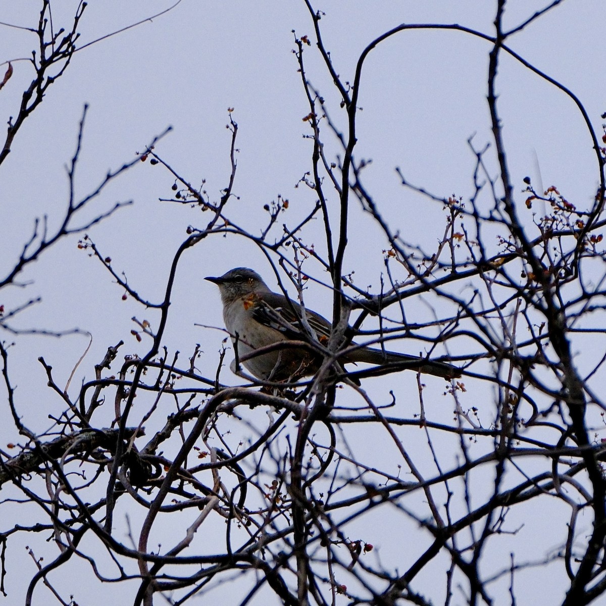 Northern Mockingbird - ML645760478