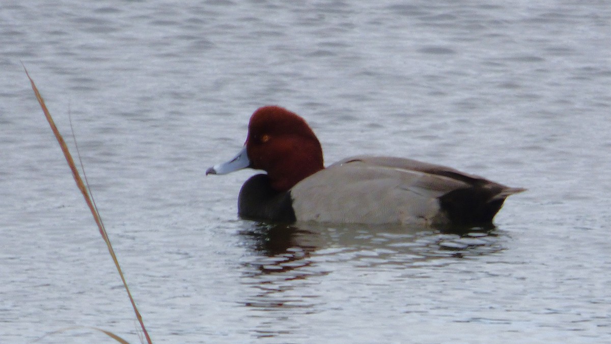 Redhead - ML645760479