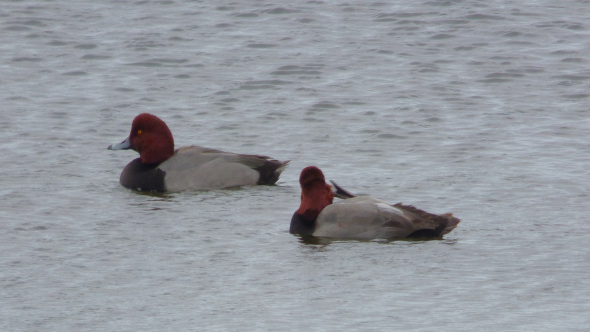 Redhead - ML645760481
