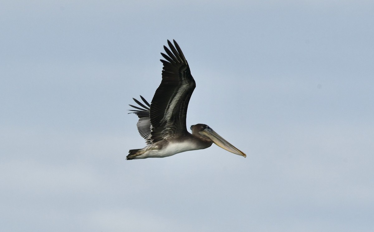 Brown Pelican - ML645760482
