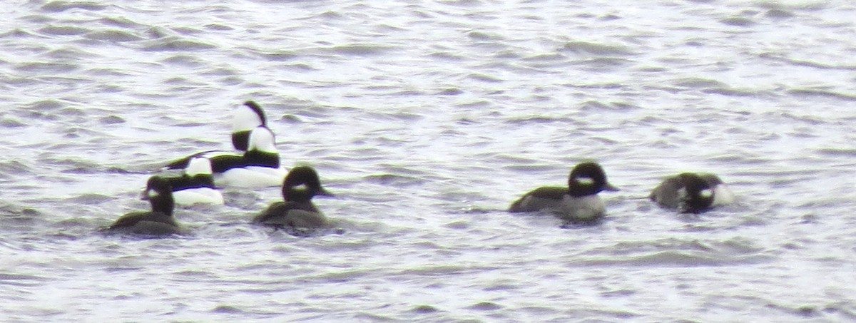 Bufflehead - ML645760483