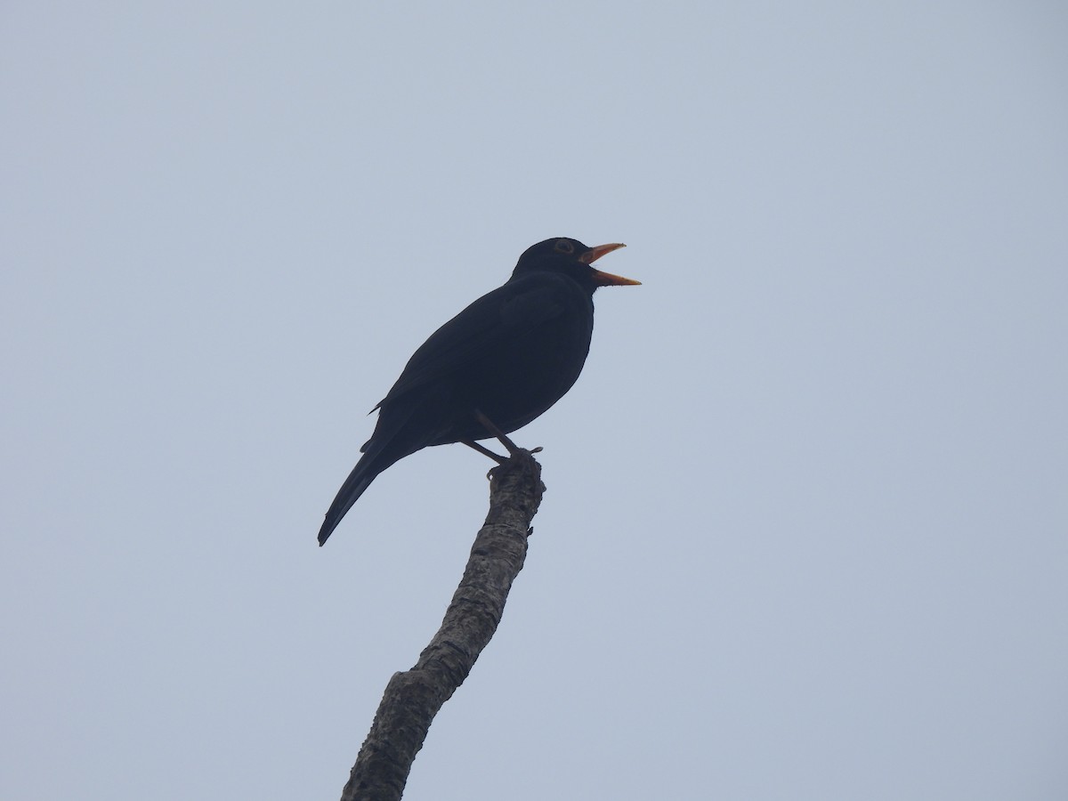 Eurasian Blackbird - ML645760484