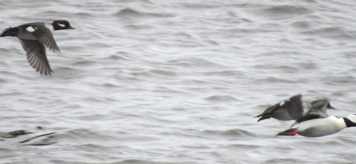 Bufflehead - ML645760485