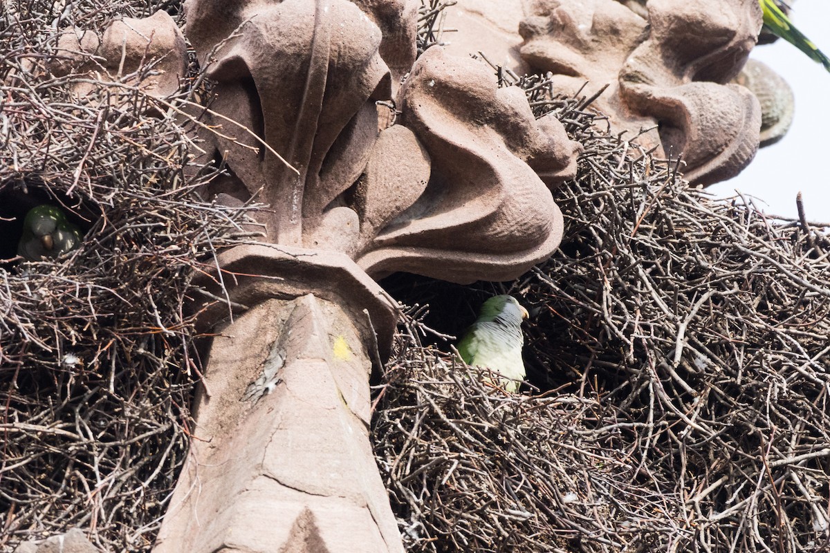 Monk Parakeet - ML645760486