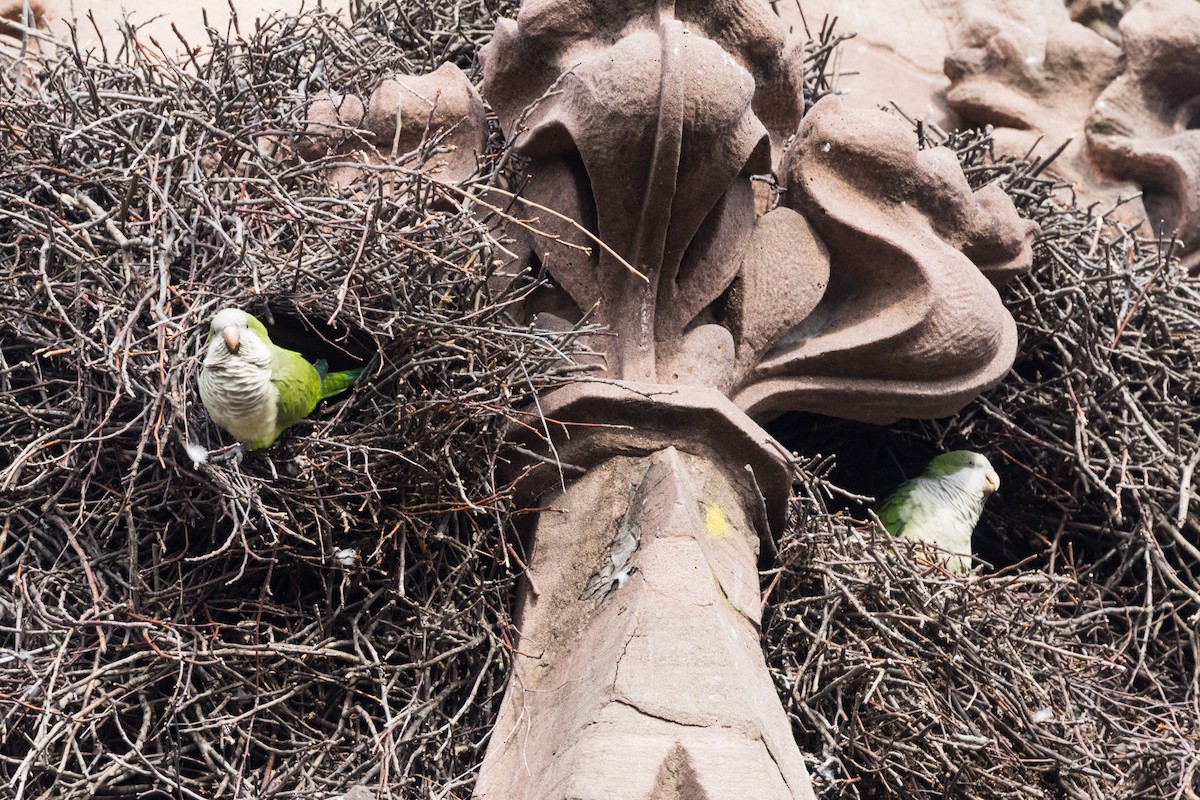 Monk Parakeet - ML645760487