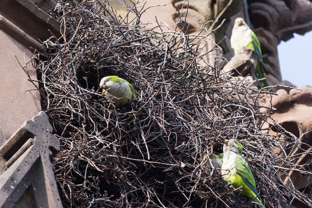 Monk Parakeet - ML645760488
