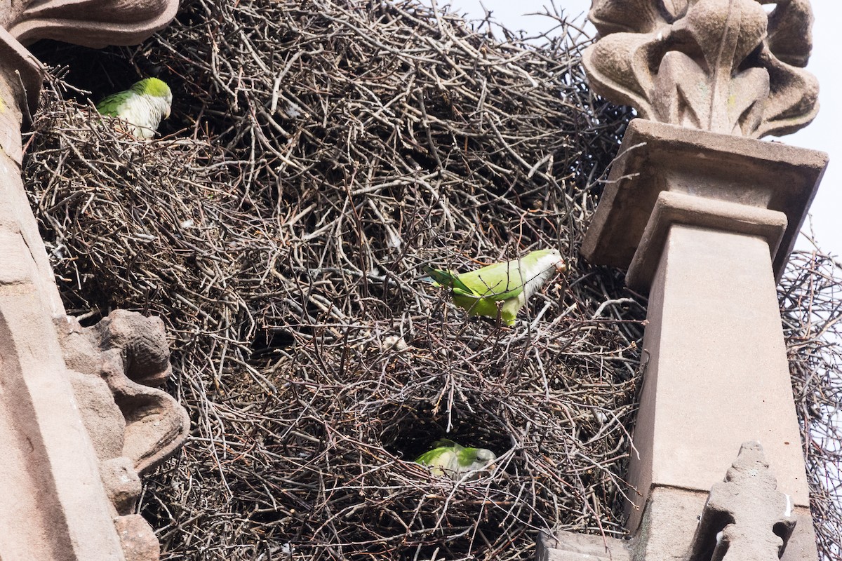 Monk Parakeet - ML645760489