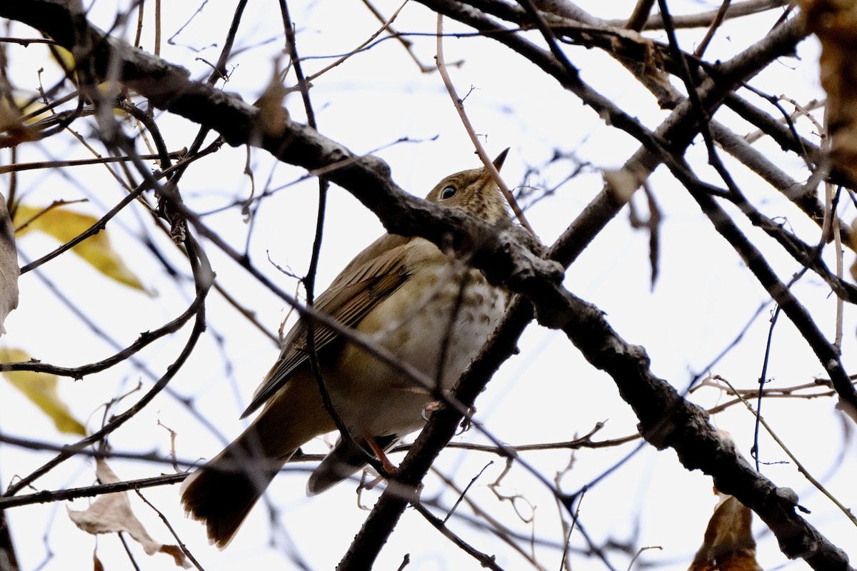 Дрізд-короткодзьоб плямистоволий - ML645760494