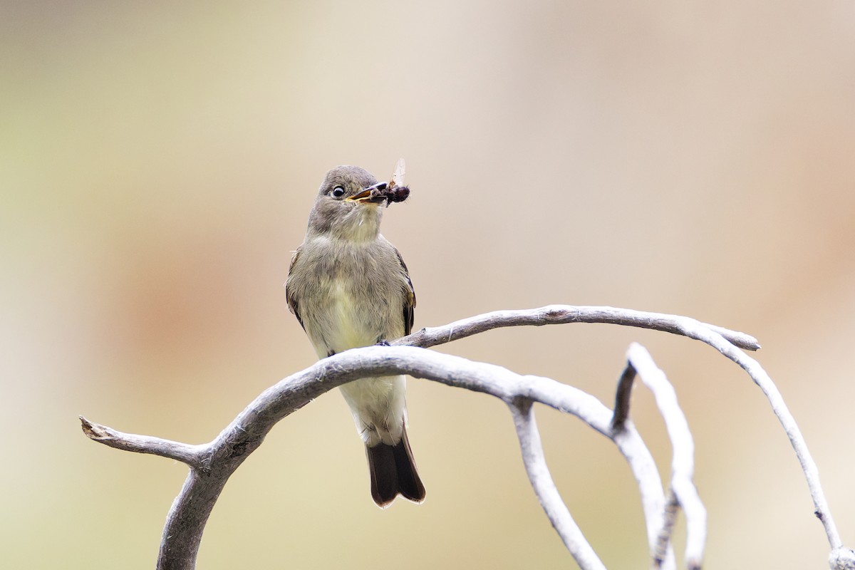 Western Wood-Pewee - ML645760496