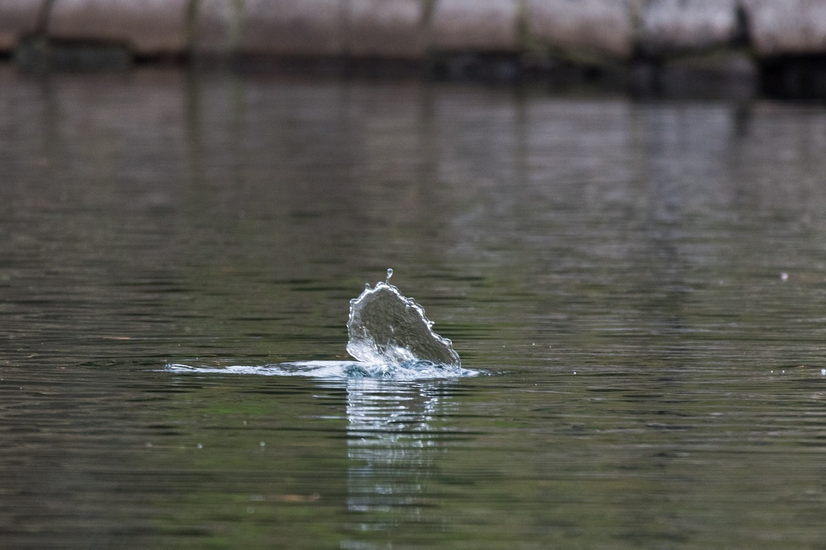 Porrón Albeola - ML645760500