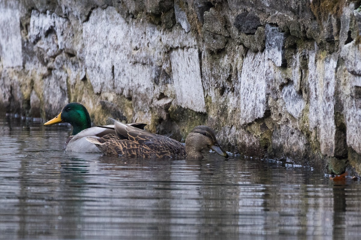 Ánade Azulón - ML645760505