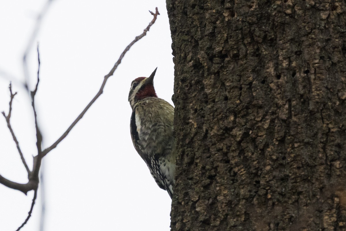 Chupasavia Norteño - ML645760508