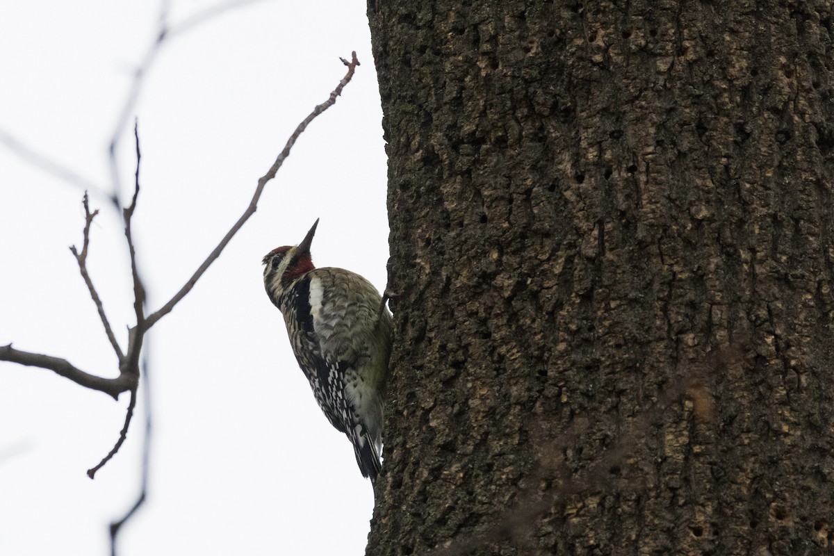 Chupasavia Norteño - ML645760509