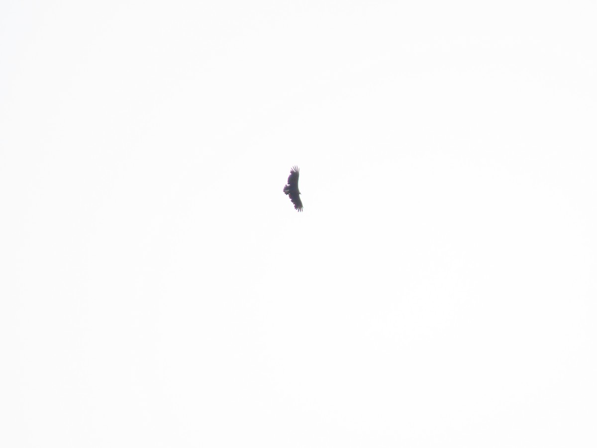 Катарта чорна - ML645760510