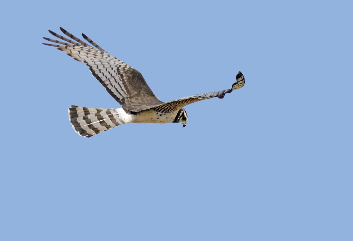 Long-winged Harrier - ML645760513