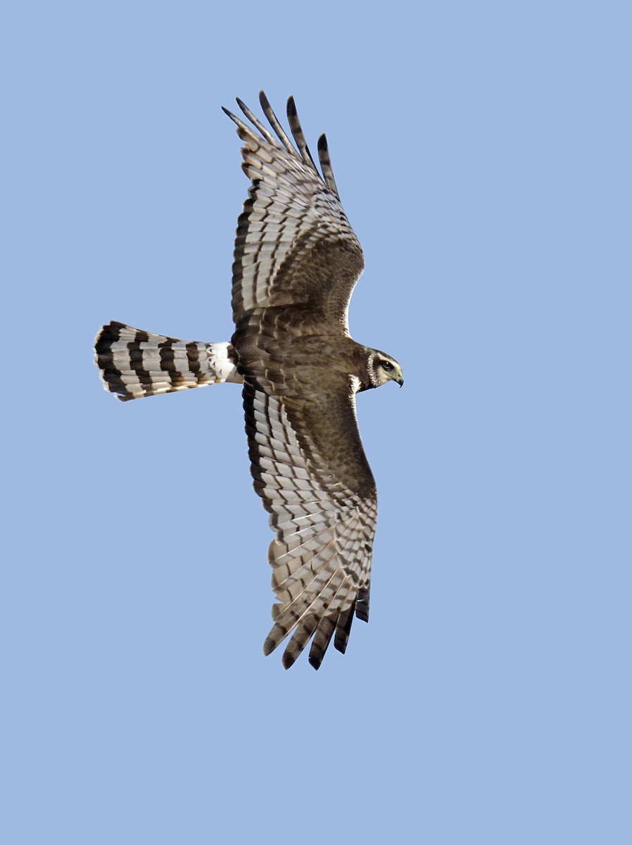 Long-winged Harrier - ML645760514