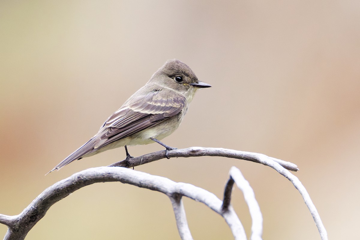 Western Wood-Pewee - ML645760516