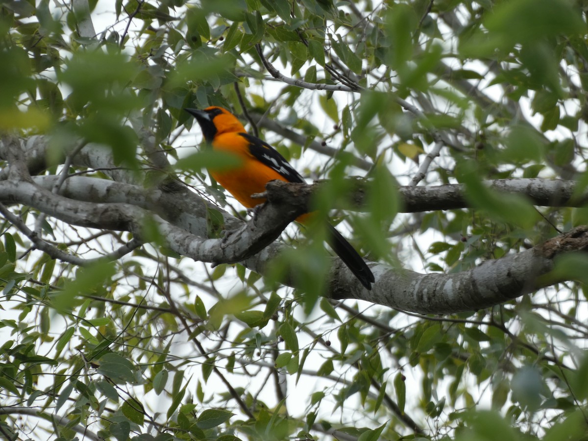 Altamira Oriole - ML645760521