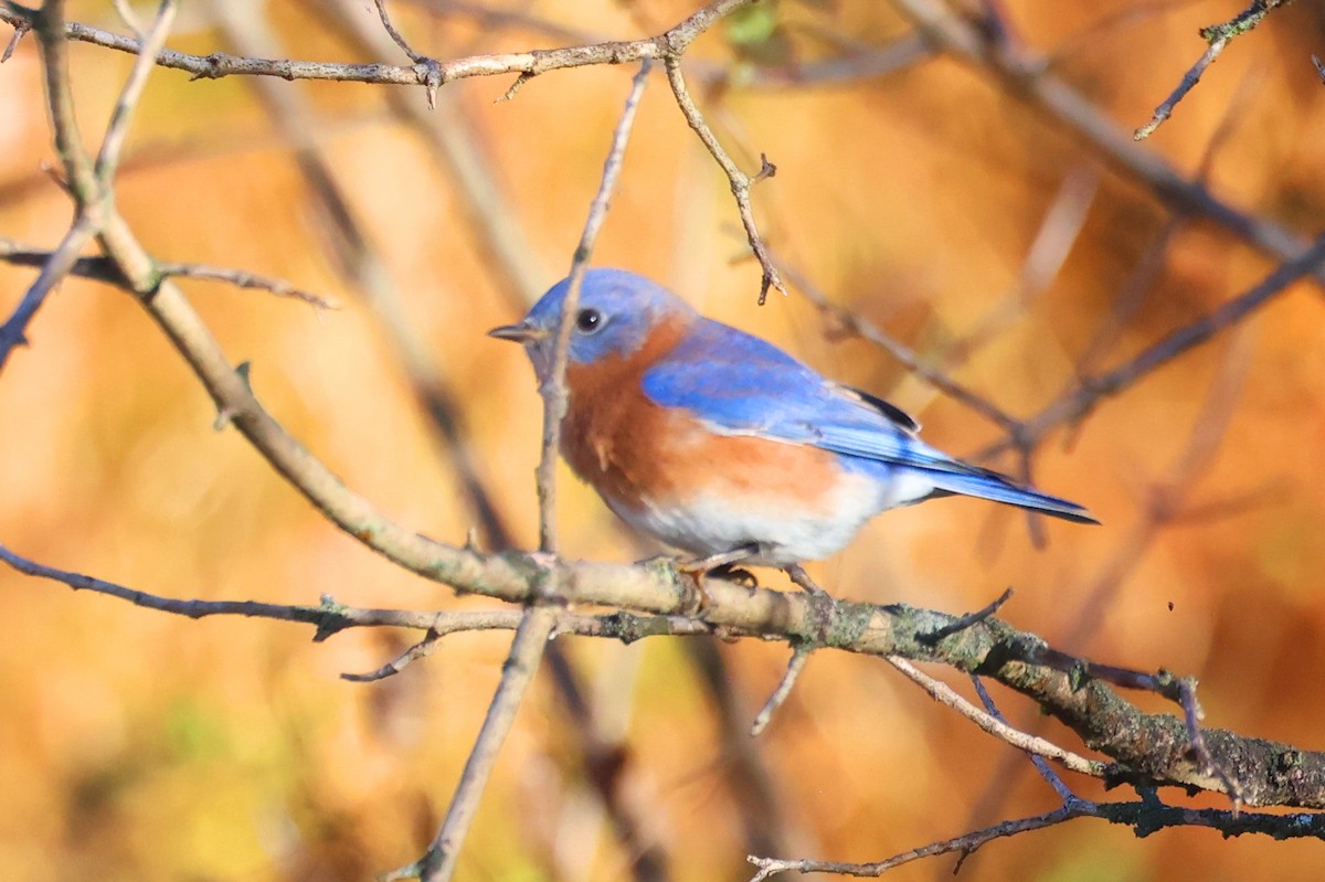 Eastern Bluebird - ML645760526