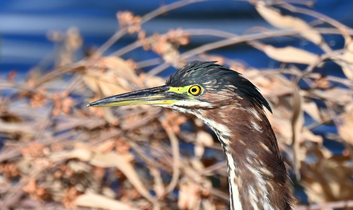 volavka zelenavá - ML645760529